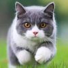 kantux86