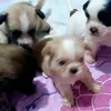 cuteness2781