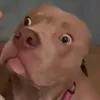 mammt88dks