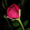 nguyen_han_comeback