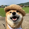 fuku.shiba