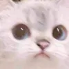 ohforfucksake0
