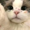lailamajnoon_