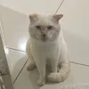meawsaurus8