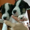 videosanimaliiz