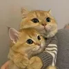 vanloi365