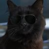 topguncat