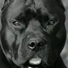 pitbuulll37