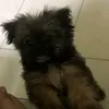 skippytu
