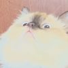 pebbscfvw