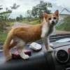 tikkok63