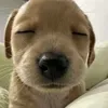 bichsnhuw_