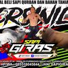 Sapi Giras