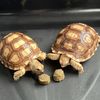 jejeejernytortoise