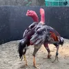 hangoc180694