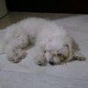 floppy102