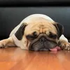 puppieskittenhouse