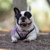 tyra_the_frenchie