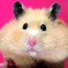 one_lost_hamster