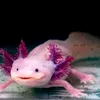 axolotis2