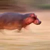 rbbbbbbbooooo