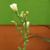 onobibiedak28