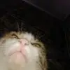 heppi_dragnil