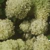 bearflower7839