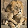 lionofthecrosskariina1