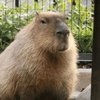 capybara_10