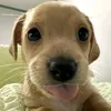 anacrlnz
