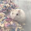 mochlthehamster