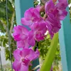 co_ut_an_giang67