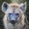 noctarixx