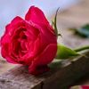 user115809818