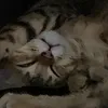 meooo..00