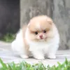 arm_pom_dog_home