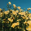 dreamalitteledream
