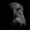 eagleeyes_15