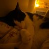 pompon1239
