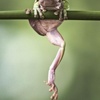 frog_feet