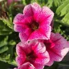petunia94000