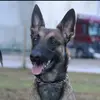 malinoisthings