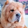 boomerthechow21