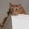 catmandoit