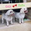 gigi..and..zuzu