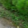 phanan000000