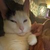 catluver5000