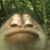purple.froggies