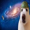 actualdumbdumb